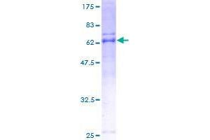 ARMC1 Protein (AA 1-282) (GST tag)