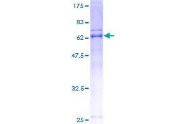 ARMC1 Protein (AA 1-282) (GST tag)