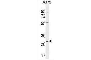 COPE Antibody (C-term) western blot analysis in A375 cell line lysates (35µg/lane). (COPE antibody  (C-Term))