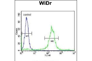 Flow cytometric analysis of WiDr cells (right histogram) compared to a negative control cell (left histogram). (ADAM19 antibody  (AA 207-236))