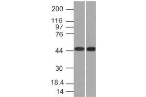 Image no. 1 for anti-Napsin A Aspartic Peptidase (NAPSA) antibody (ABIN6165992) (NAPSA antibody)
