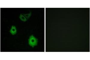 Immunofluorescence (IF) image for anti-Olfactory Receptor, Family 5, Subfamily H, Member 1 (OR5H1) (AA 215-264) antibody (ABIN2891027) (OR5H1 antibody  (AA 215-264))