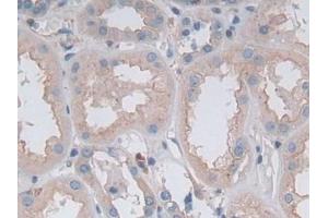 Detection of GKN1 in Human Kidney Tissue using Polyclonal Antibody to Gastrokine 1 (GKN1) (Gastrokine 1 antibody  (AA 22-199))