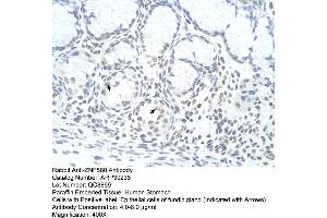 Human Stomach (ZNF580 antibody  (N-Term))
