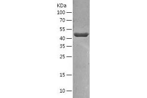 Western Blotting (WB) image for Tu Translation Elongation Factor, Mitochondrial (Tufm) (AA 44-452) protein (His tag) (ABIN7125515) (TUFM Protein (AA 44-452) (His tag))