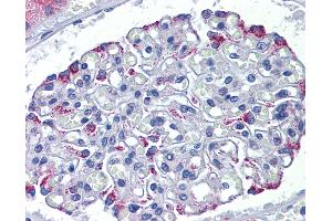 Anti-DSCAM antibody IHC of human kidney. (DSCAM antibody  (AA 1548-1597))