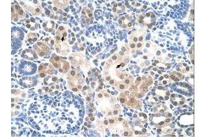 Image no. 1 for anti-Solute Carrier Family 25, Member 45 (SLC25A45) (C-Term) antibody (ABIN205010)