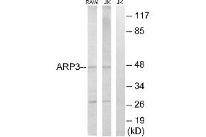 Western blot analysis of extracts from RAW264. (ACTR3 antibody)