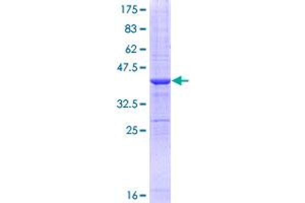 MRC2 Protein (AA 105-214) (GST tag)
