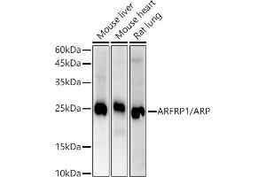 ARFRP1 Antikörper