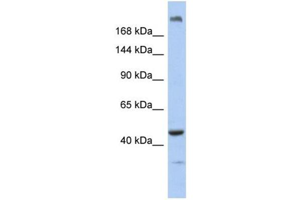 KIAA0284 anticorps  (N-Term)