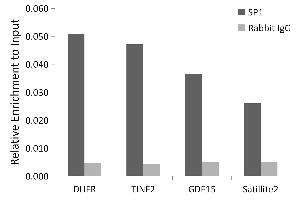 Chromatin immunoprecipitation analysis of extracts of 293T cells, using SP1 antibody (ABIN7270505) and rabbit IgG. (SP1 antibody)