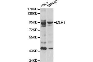 Western blot analysis of extracts of various cell lines, using MLH1 antibody (ABIN1873703). (MLH1 antibody)