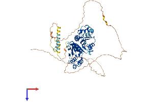 NT5C1B Protein (AA 1-573) (His tag)