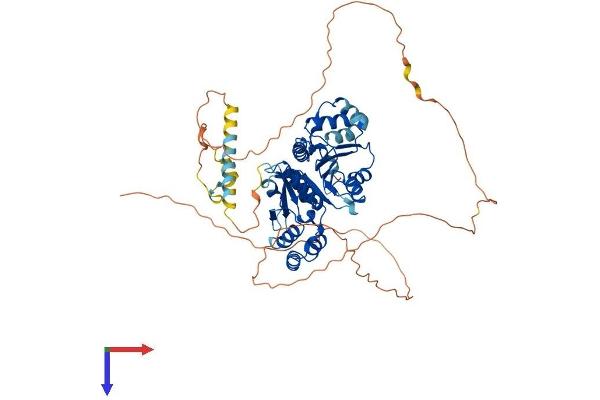NT5C1B Protein (AA 1-573) (His tag)