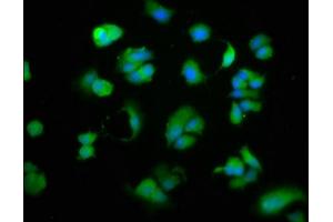 Immunofluorescence (IF) image for anti-CD27 Molecule (CD27) (AA 20-191) antibody (ABIN7147144)