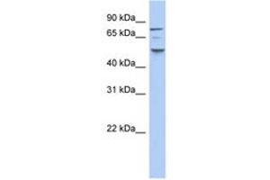Image no. 1 for anti-Casein Kinase 1, epsilon (CSNK1E) (N-Term) antibody (ABIN6743609) (CK1 epsilon antibody  (N-Term))