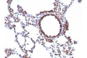 Image no. 1 for anti-Nuclear Antigen antibody (ABIN6190865) (Nuclear Antigen antibody)