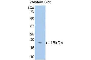 Western Blotting (WB) image for anti-Somatostatin (SST) (AA 1-116) antibody (ABIN1173258) (Somatostatin antibody  (AA 1-116))