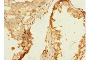 Immunohistochemistry of paraffin-embedded human testis tissue using ABIN7161462 at dilution of 1:100 (Neurotrimin antibody  (AA 30-316))