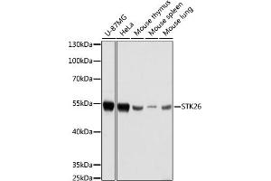 Western blot analysis of extracts of various cell lines, using STK26 antibody (ABIN7270231) at 1:1000 dilution. (STK26/MST4 antibody  (AA 297-416))