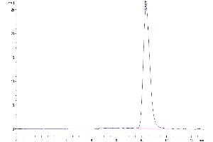 The purity of Human Fc gamma RIIIB (NA1) is greater than 95 % as determined by SEC-HPLC. (FCGR3B Protein (AA 17-200) (His tag))