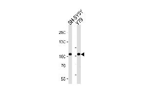 Western blot analysis of lysates from SH-SY5Y, Y79 cell line (from left to right), using CDH8 Antibody at 1:1000 at each lane.