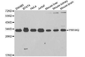 Western blot analysis of extracts of various cell lines, using YWHAQ antibody. (14-3-3 theta antibody  (AA 1-245))