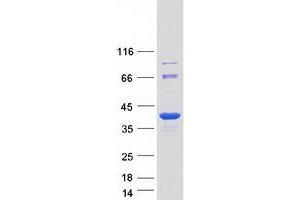 Validation with Western Blot (STUB1 Protein (Myc-DYKDDDDK Tag))