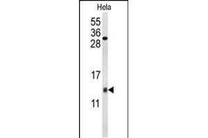 Western blot analysis of COX5A Antibody (Center) (ABIN653099 and ABIN2842690) in Hela cell line lysates (35 μg/lane).