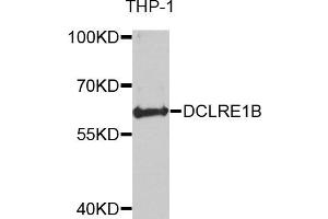 Western blot analysis of extracts of THP-1 cells, using DCLRE1B antibody. (DCLRE1B antibody)