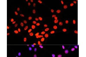 Immunofluorescence (IF) image for anti-Matrin 3 (MATR3) antibody (ABIN7261858)