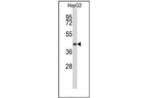 Western blot analysis of ERGIC3 Antibody (N-term) in HepG2 cell line lysates (35ug/lane). (ERGIC3 antibody  (N-Term))