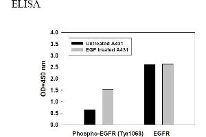 Image no. 2 for Epidermal Growth Factor Receptor (EGFR) ELISA Kit (ABIN1981787)