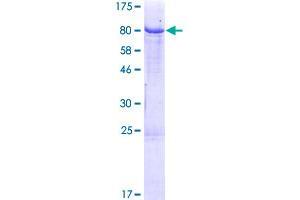 Immunoglobulin Heavy Constant mu (IGHM) (AA 1-489) protein (GST tag)