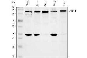 Western blot analysis of SIRT1 using anti-SIRT1 antibody (ABIN3042483). (SIRT1 antibody  (AA 112-311))