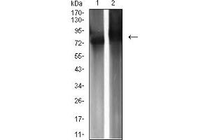 Western blot analysis using IGHM mouse mAb against Raji (1) and Ramos (2) cell lysate.