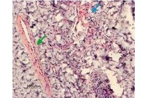Expression of KCNMA1 in rat penis - Immunohistochemical staining of rat penis transversal section using Anti-KCNMA1 (KCa1. (KCNMA1 antibody  (C-Term, Intracellular))