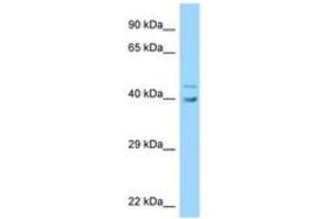 UBE2Q1 antibody  (AA 190-239)