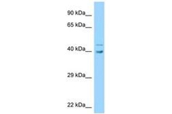 UBE2Q1 antibody  (AA 190-239)
