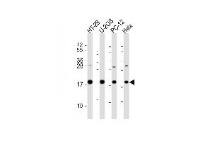 All lanes : Anti-STMN1 Antibody (C-Term) at 1:2000 dilution Lane 1: HT-29 whole cell lysate Lane 2: U-2OS whole cell lysate Lane 3: PC-12 whole cell lysate Lane 4: Hela whole cell lysate Lysates/proteins at 20 μg per lane. (Stathmin 1 antibody  (AA 106-140))