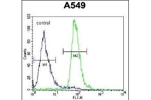 ALOX12B Antibody (C-term) (ABIN654058 and ABIN2843957) flow cytometric analysis of A549 cells (right histogram) compared to a negative control cell (left histogram). (ALOX12B antibody  (C-Term))