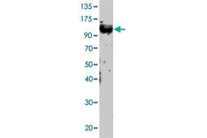 Western Blot of Tlr12 polyclonal antibody  at 1:500 dilution was probed with PC-Tlr12 sample. (TLR12 antibody  (N-Term))