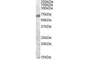 ABIN2561488 staining of Human Colon lysate (35µg protein in RIPA buffer). (MYB antibody  (AA 281-294))