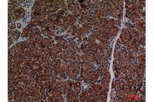 Immunohistochemistry (IHC) analysis of paraffin-embedded Human Pancreas, antibody was diluted at 1:100. (CD1d antibody  (Internal Region))