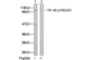 Image no. 2 for anti-Nuclear Factor of kappa Light Polypeptide Gene Enhancer in B-Cells 1 (NFKB1) (Ser893) antibody (ABIN197124) (NFKB1 antibody  (Ser893))