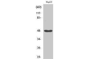 Western Blotting (WB) image for anti-Inhibitor of kappa Light Polypeptide Gene Enhancer in B-Cells, Kinase gamma (IKBKG) (Tyr362) antibody (ABIN3175616) (IKBKG antibody  (Tyr362))