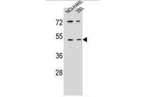 UNQ9391 Antibody (C-term) western blot analysis in NCI-H460,293 cell line lysates (35 µg/lane). (PRSS55 antibody  (C-Term))