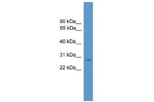 CLRN1 antibody used at 0. (Clarin 1 antibody  (C-Term))