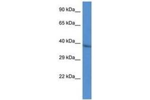 Image no. 1 for anti-Cathepsin L2 (CTSL2) (AA 111-160) antibody (ABIN6747448) (Cathepsin L2 antibody  (AA 111-160))